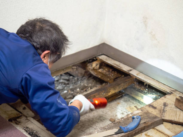 Best Black Mold Removal  in Bass Lake, IN