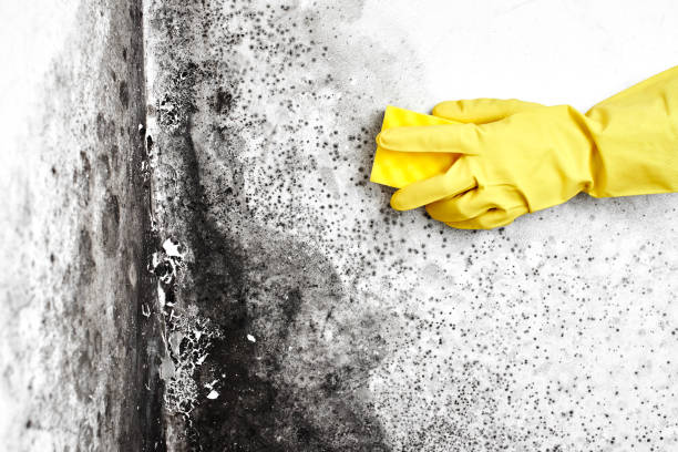 Best Toxic Mold Removal  in Bass Lake, IN