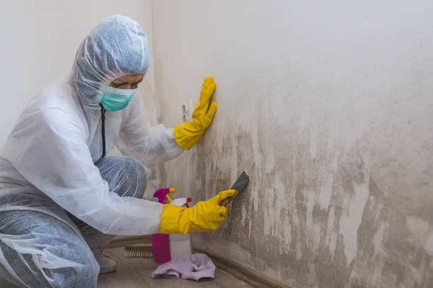 Home Mold Removal in Bass Lake, IN