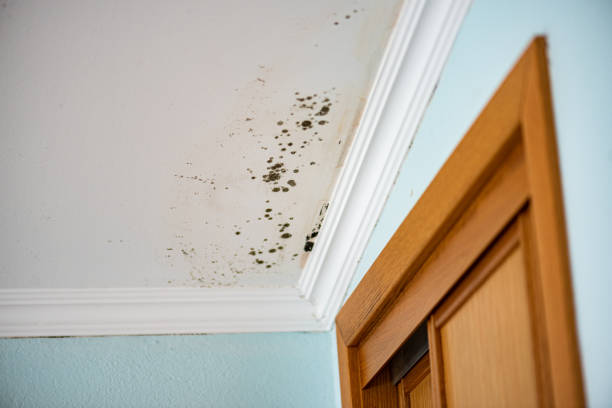 Best Emergency Mold Removal  in Bass Lake, IN