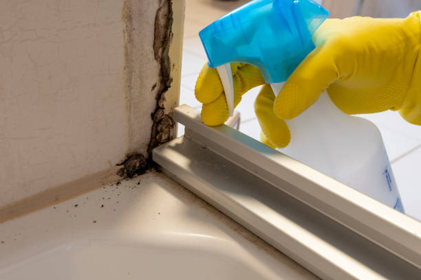 Best Affordable Mold Removal  in Bass Lake, IN
