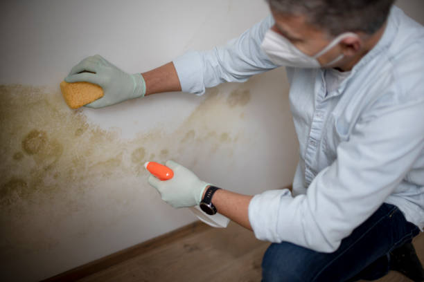 Best Mold Remediation Experts  in Bass Lake, IN