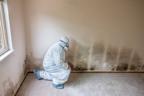 Best Professional Mold Removal  in Bass Lake, IN