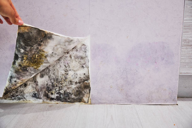 Best Fast Mold Removal  in Bass Lake, IN